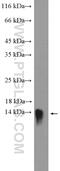 Serum amyloid A protein antibody, 13192-1-AP, Proteintech Group, Western Blot image 