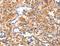 Aminoacyl TRNA Synthetase Complex Interacting Multifunctional Protein 1 antibody, LS-C406370, Lifespan Biosciences, Immunohistochemistry frozen image 