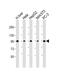 Glycogen Phosphorylase L antibody, PA5-72291, Invitrogen Antibodies, Western Blot image 