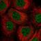 TNF Alpha Induced Protein 8 antibody, NBP2-58181, Novus Biologicals, Immunofluorescence image 