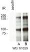 RB Binding Protein 6, Ubiquitin Ligase antibody, NBP1-49542, Novus Biologicals, Immunoprecipitation image 