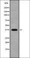 Serine Racemase antibody, orb338678, Biorbyt, Western Blot image 