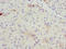 BGP antibody, A52249-100, Epigentek, Immunohistochemistry paraffin image 