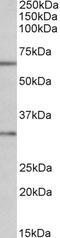 Pyridoxal Phosphatase antibody, 42-831, ProSci, Immunohistochemistry paraffin image 