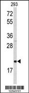 Selenoprotein S antibody, LS-C168947, Lifespan Biosciences, Western Blot image 