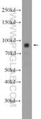 Transient Receptor Potential Cation Channel Subfamily C Member 4 Associated Protein antibody, 12606-1-AP, Proteintech Group, Western Blot image 