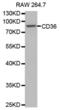 CD36 Molecule antibody, abx001251, Abbexa, Western Blot image 