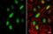 Cyclin A2 antibody, NBP1-31330, Novus Biologicals, Immunofluorescence image 