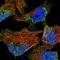Oligodendrocyte Transcription Factor 3 antibody, NBP1-88627, Novus Biologicals, Immunofluorescence image 