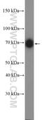 Nerve Growth Factor Receptor antibody, 55014-1-AP, Proteintech Group, Western Blot image 