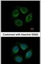 Leucine Rich Repeat Containing 4C antibody, PA5-31873, Invitrogen Antibodies, Immunofluorescence image 