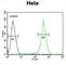 ASPSCR1 Tether For SLC2A4, UBX Domain Containing antibody, abx034121, Abbexa, Western Blot image 