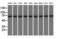Kelch Repeat And BTB Domain Containing 7 antibody, LS-C115380, Lifespan Biosciences, Western Blot image 