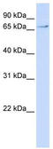 Transcription Factor 7 Like 2 antibody, TA333645, Origene, Western Blot image 