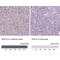 SRY-Box 10 antibody, NBP2-57023, Novus Biologicals, Immunohistochemistry paraffin image 