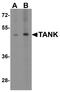 TRAF family member-associated NF-kappa-B activator antibody, A00445-2, Boster Biological Technology, Western Blot image 