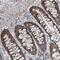 Protocadherin Gamma Subfamily A, 1 antibody, PA5-57711, Invitrogen Antibodies, Immunohistochemistry paraffin image 