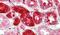 Cathepsin C antibody, PA5-37849, Invitrogen Antibodies, Immunohistochemistry frozen image 