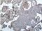 Triggering Receptor Expressed On Myeloid Cells 1 antibody, NBP2-11977, Novus Biologicals, Immunohistochemistry paraffin image 