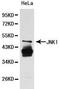 Mitogen-Activated Protein Kinase 8 antibody, LS-C192632, Lifespan Biosciences, Western Blot image 