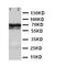Lamin B2 antibody, orb76150, Biorbyt, Western Blot image 