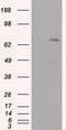 Leukotriene A4 Hydrolase antibody, LS-C114738, Lifespan Biosciences, Western Blot image 