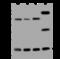 Mitochondrial Ribosomal Protein L40 antibody, 205355-T36, Sino Biological, Western Blot image 