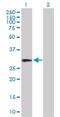 Ret Finger Protein Like 1 antibody, H00005988-B01P, Novus Biologicals, Western Blot image 