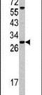 SRSF5 antibody, PA5-13571, Invitrogen Antibodies, Western Blot image 