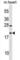 Testis Expressed 12 antibody, abx030409, Abbexa, Western Blot image 