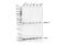 Syntaxin 17 antibody, 84592S, Cell Signaling Technology, Western Blot image 