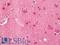 SERTA Domain Containing 1 antibody, LS-B11427, Lifespan Biosciences, Immunohistochemistry frozen image 