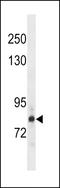 HDGF Like 2 antibody, LS-B10977, Lifespan Biosciences, Western Blot image 
