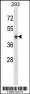 MAS Related GPR Family Member X2 antibody, 58-544, ProSci, Western Blot image 