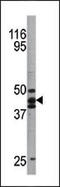 p53 antibody, TA324774, Origene, Western Blot image 