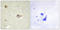 Cytochrome P450 Family 19 Subfamily A Member 1 antibody, LS-C119485, Lifespan Biosciences, Immunohistochemistry paraffin image 