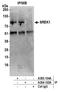 Splicing Regulatory Glutamic Acid And Lysine Rich Protein 1 antibody, A305-105A, Bethyl Labs, Immunoprecipitation image 