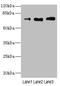 CD180 antigen antibody, LS-C675478, Lifespan Biosciences, Western Blot image 