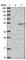 Growth Differentiation Factor 3 antibody, HPA018468, Atlas Antibodies, Western Blot image 