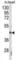 Signaling Lymphocytic Activation Molecule Family Member 1 antibody, abx031758, Abbexa, Western Blot image 