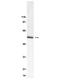 Tubulin Beta 3 Class III antibody, LS-B8682, Lifespan Biosciences, Western Blot image 