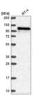 WD Repeat Domain 59 antibody, NBP2-57508, Novus Biologicals, Western Blot image 