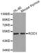Regulator of differentiation 1 antibody, abx004567, Abbexa, Western Blot image 