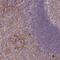 TNF Superfamily Member 12 antibody, PA5-62711, Invitrogen Antibodies, Immunohistochemistry frozen image 