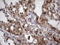 Galectin 3 antibody, LS-C790397, Lifespan Biosciences, Immunohistochemistry paraffin image 