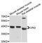 Uracil DNA Glycosylase antibody, LS-C748216, Lifespan Biosciences, Western Blot image 