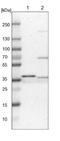 Crystallin Zeta antibody, NBP1-89533, Novus Biologicals, Western Blot image 