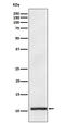 Apolipoprotein A2 antibody, M02088, Boster Biological Technology, Western Blot image 