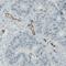 Podocalyxin Like antibody, NBP2-52904, Novus Biologicals, Immunohistochemistry frozen image 