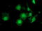 Zinc Finger AN1-Type Containing 2B antibody, M12678-1, Boster Biological Technology, Immunofluorescence image 